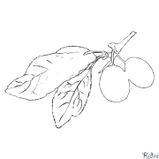 plum Coloring Pages To Print